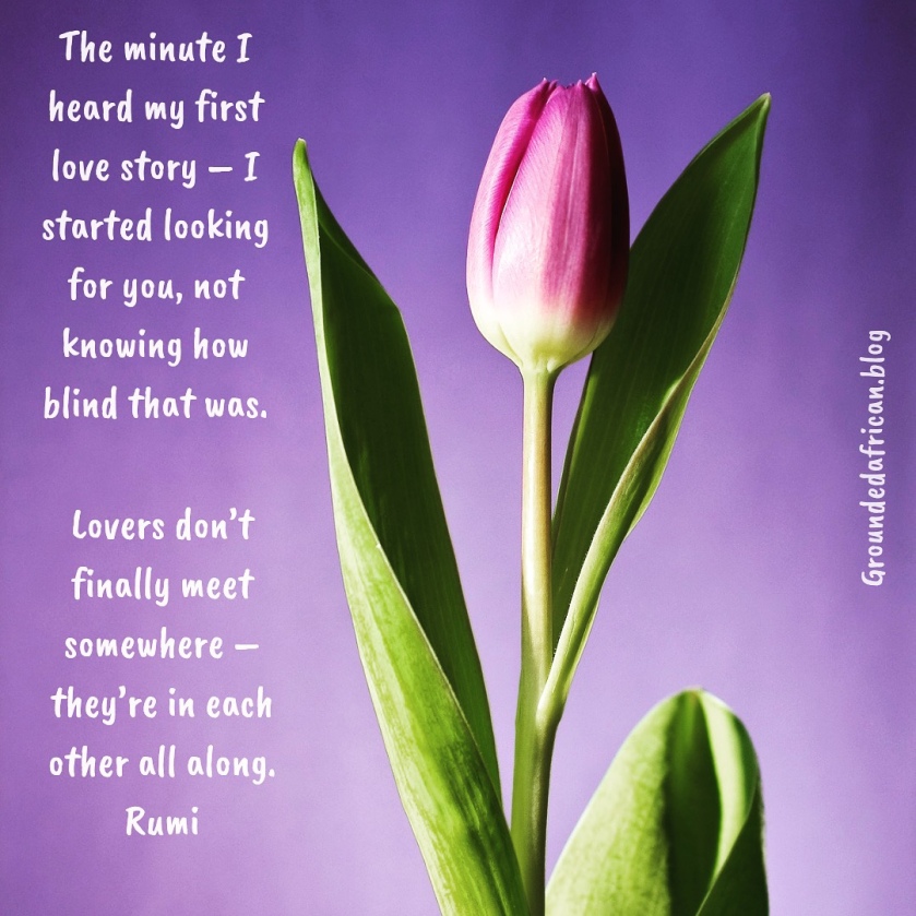 Tulip bud. Purple background. Quote by Rumi